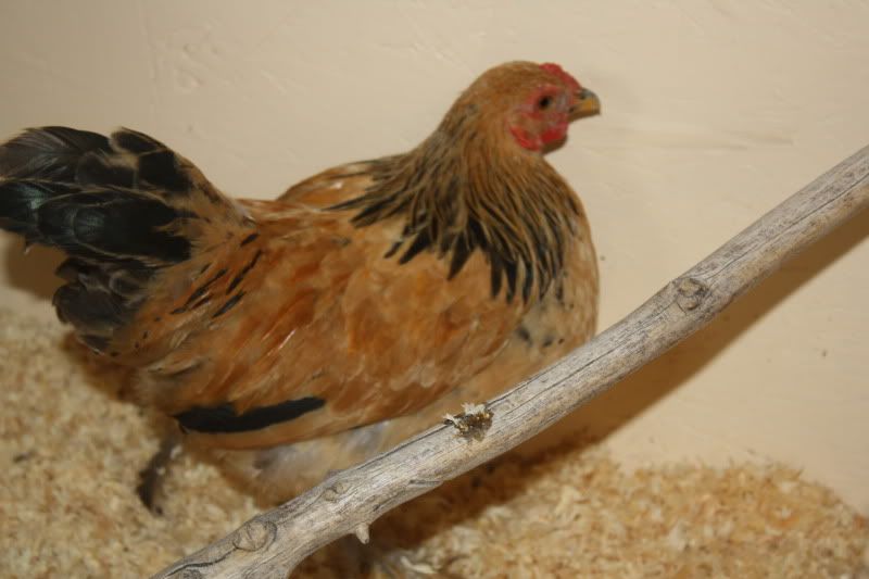 Chickens2048.jpg