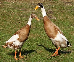 250px-Runner-ducks.jpg