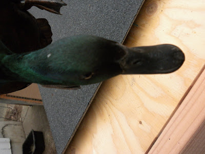 DSCN2718.JPG