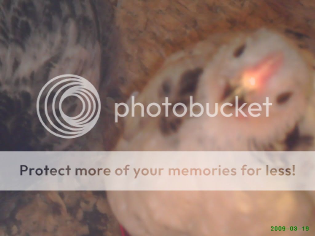 babychickspics040.jpg