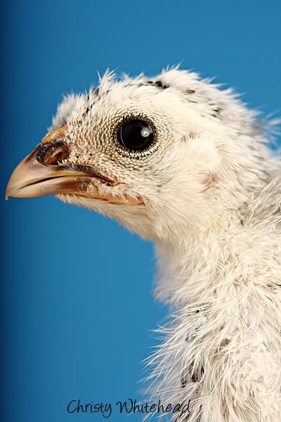 April23Chickens8156LRCW.jpg