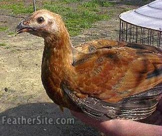 Guin-hen1Side.JPEG