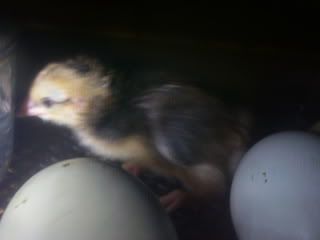 Chicks2-1-08064.jpg