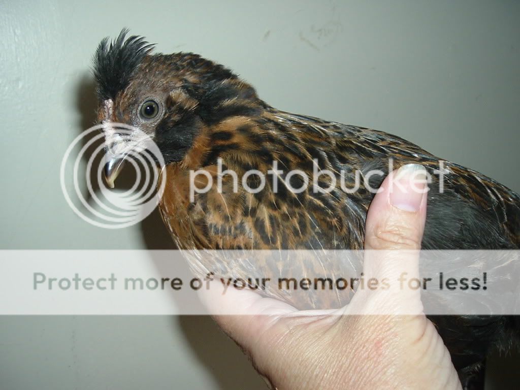 mychickens576.jpg