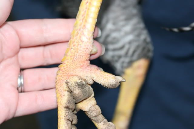 chickens007.jpg