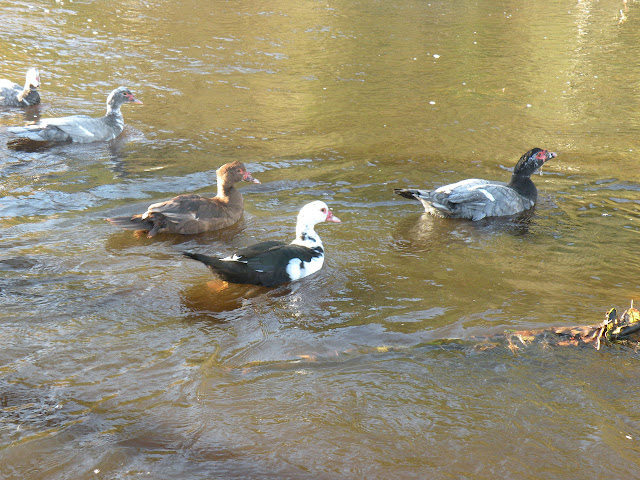 DSCN1401.jpg