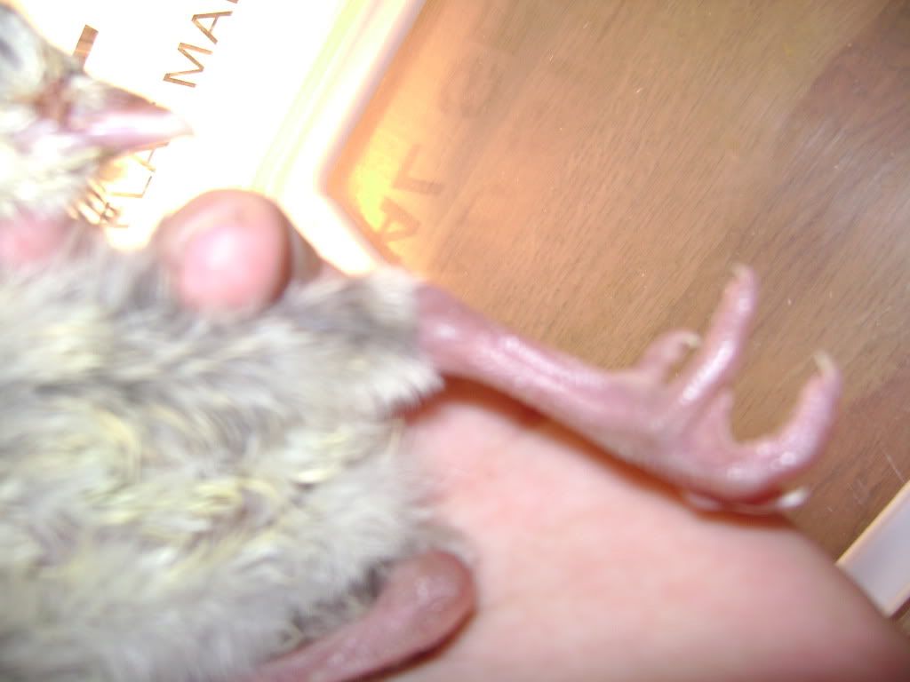 turkeylegclose.jpg