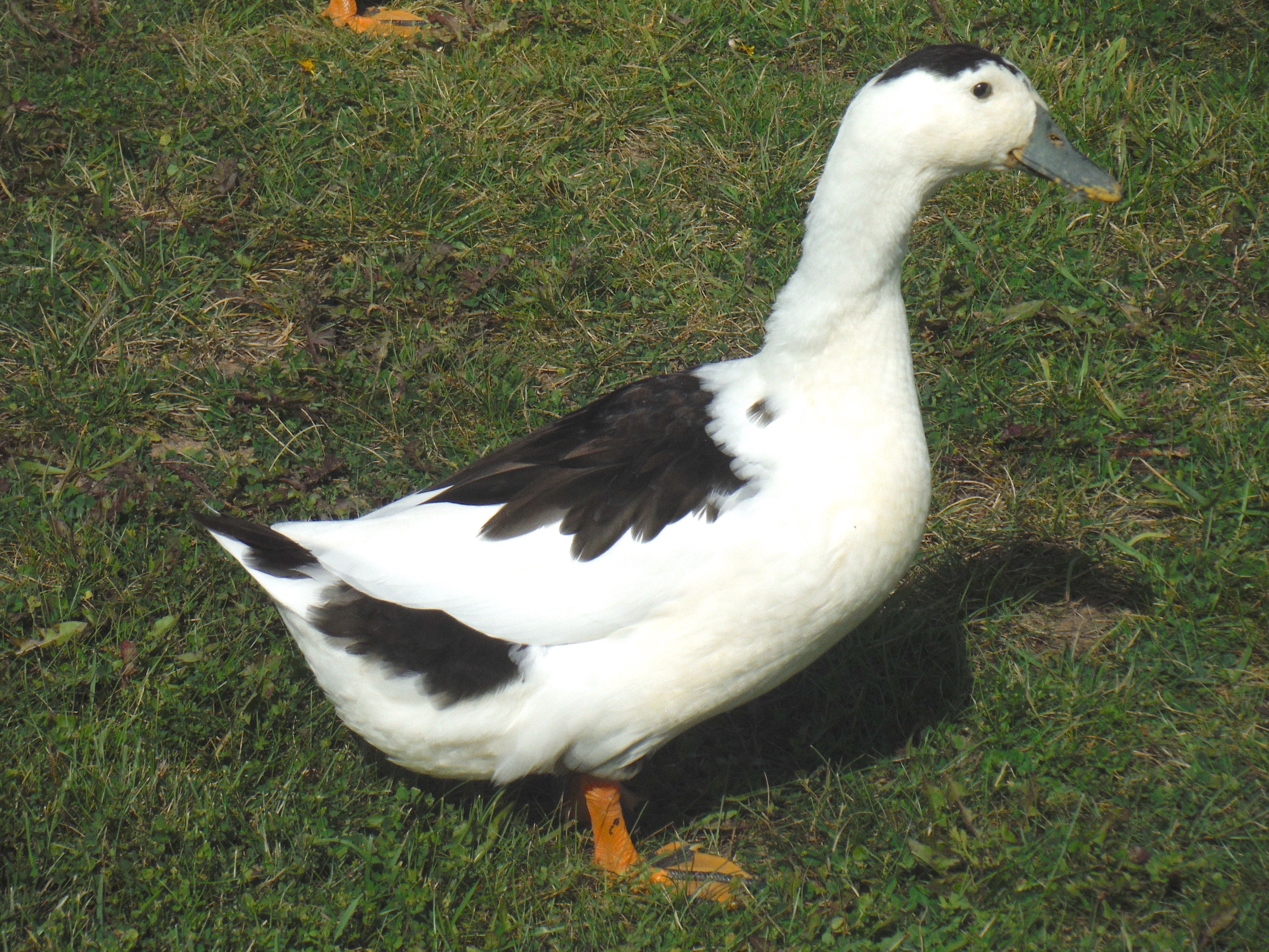 FemaleMagpieDuck.jpg
