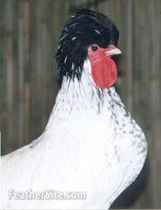 BCWPolCklHead.JPEG