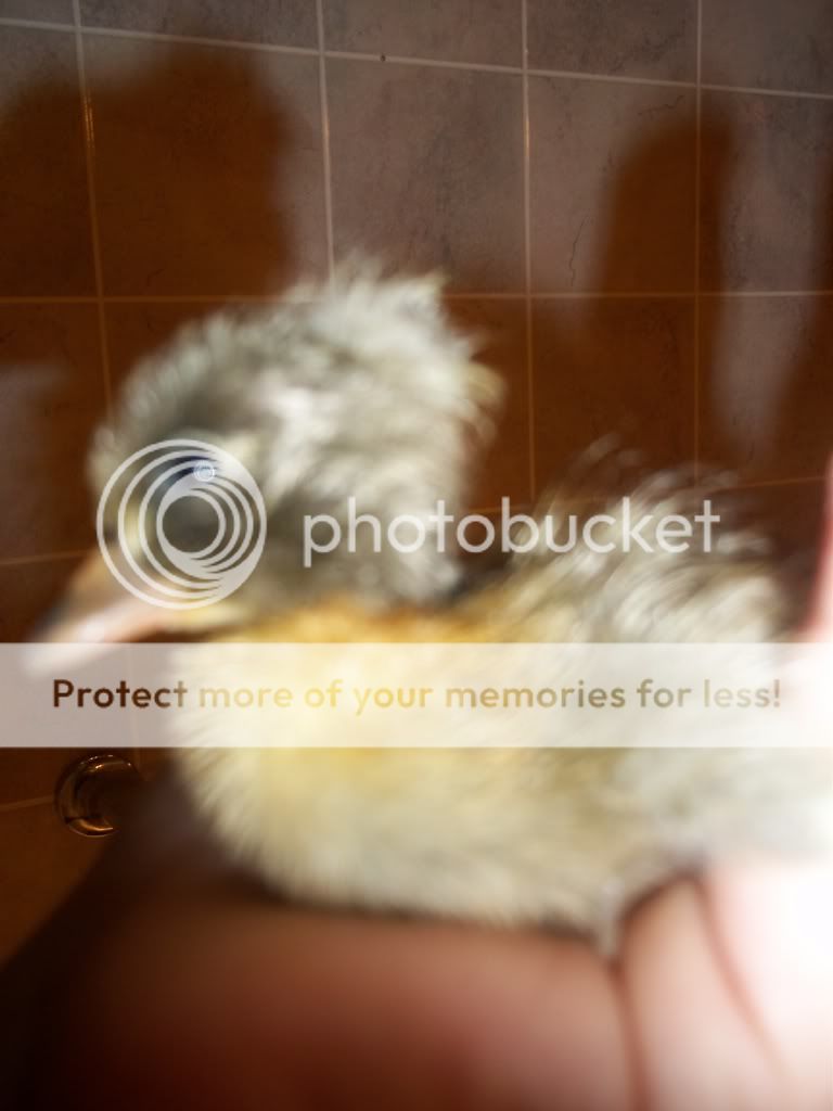 6-28-2011012.jpg