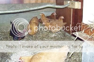Chickens.jpg