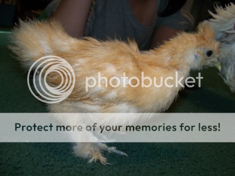5weekchick030.jpg