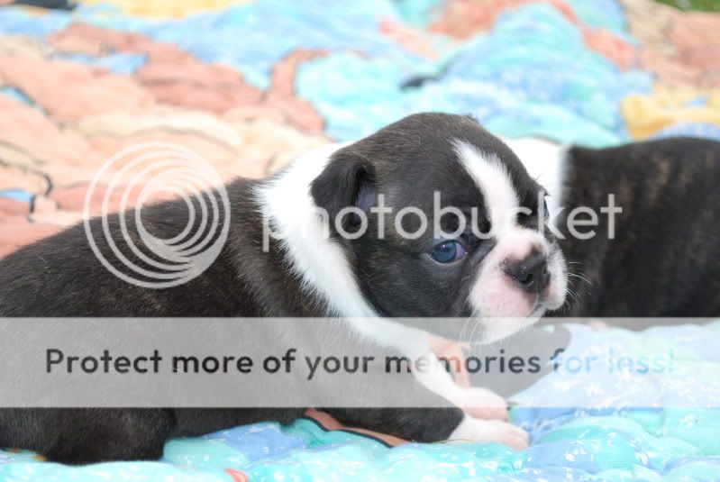zoopicsandpuppypics542.jpg
