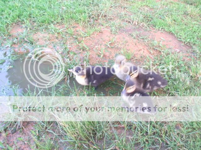 baaabies048.jpg