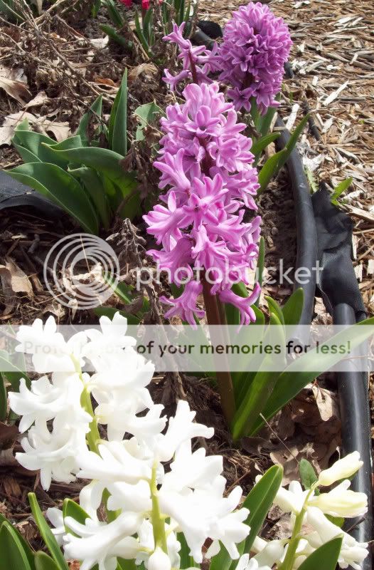 flowers002.jpg
