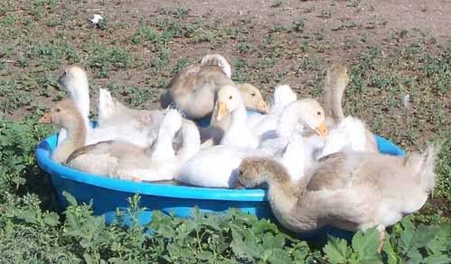 poolgooses.jpg