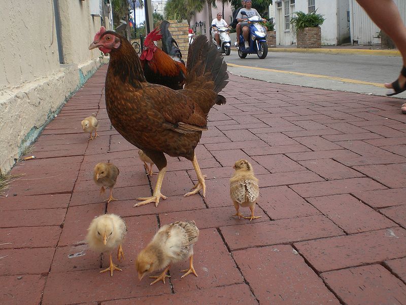 800px-Chickenfamily.jpg