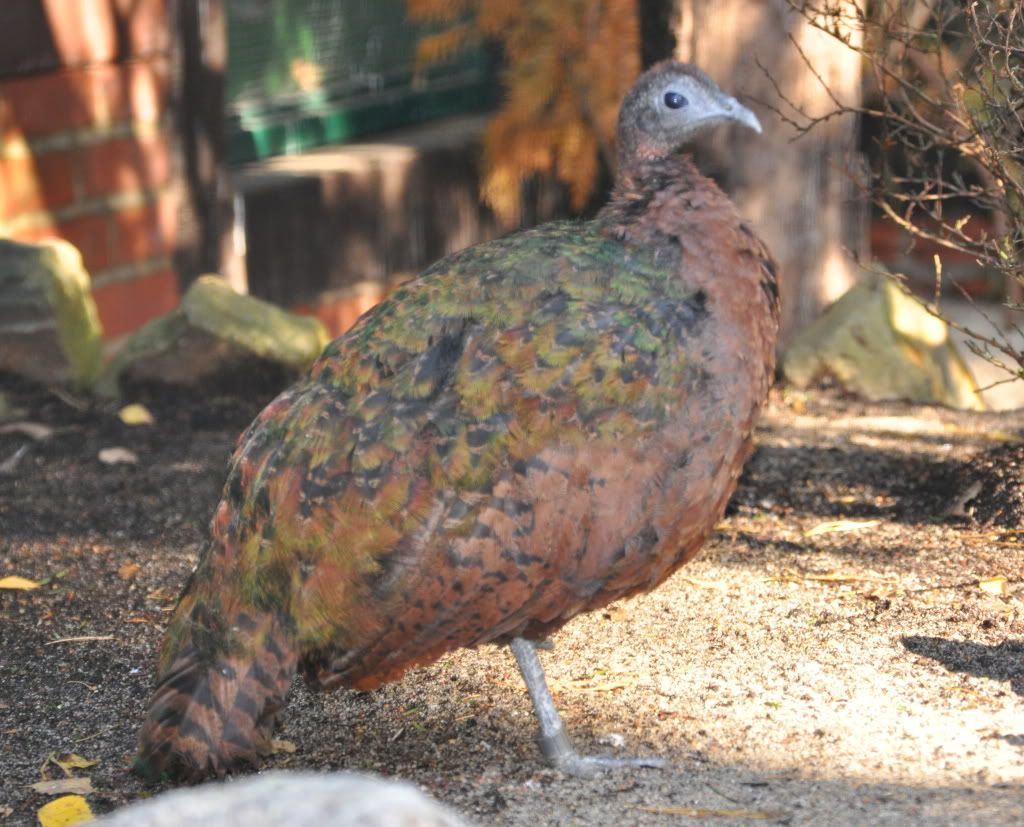 Afropavo_congensis_qtl1.jpg
