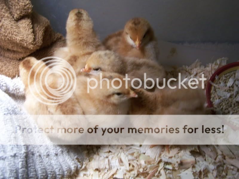 Ourfirsthatchchicks001.jpg