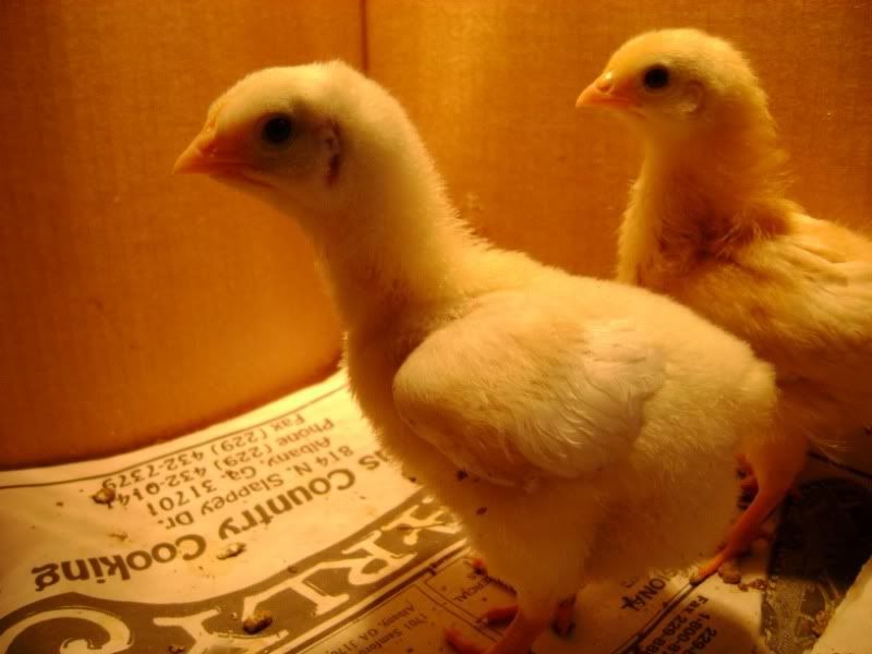 Chicks2.jpg
