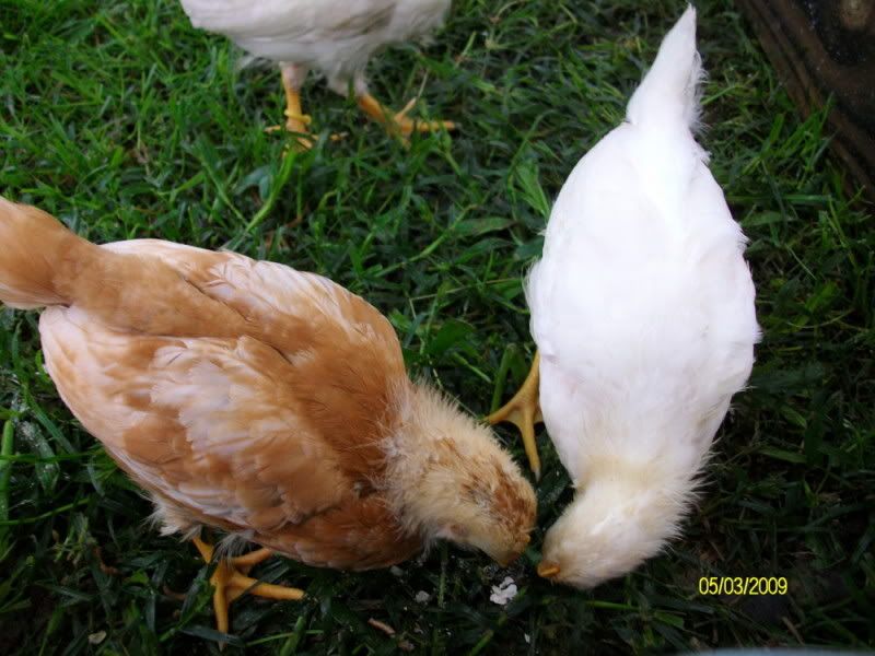 Chicksday23002.jpg