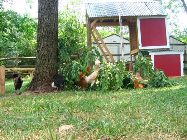 black-walnut-branch-playground-for-.jpg