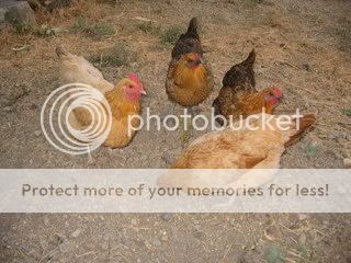IMG_1886.jpg