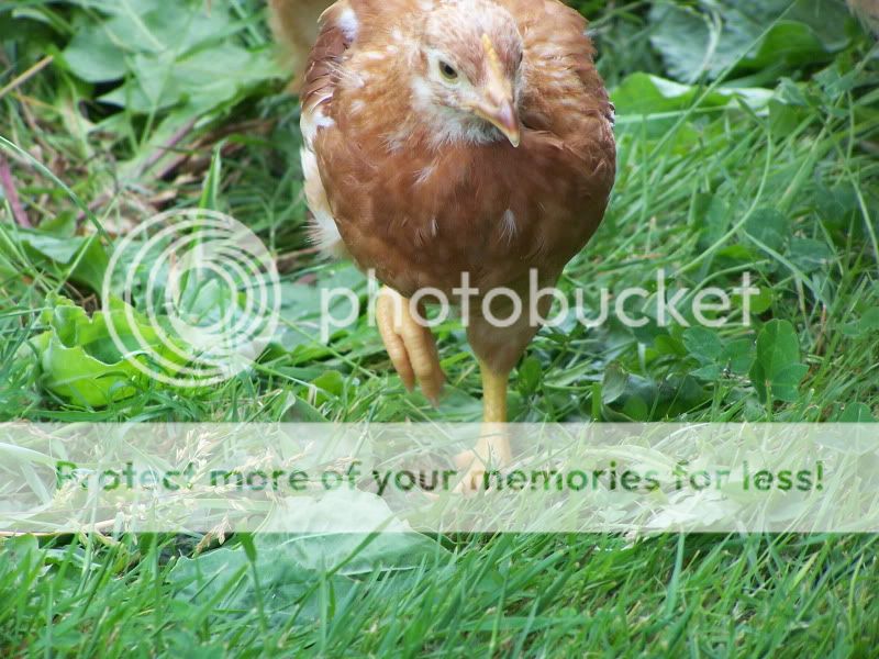 june12outwithchickens153.jpg