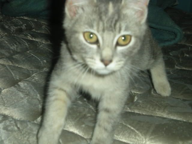 newkitten002.jpg