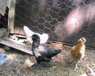 3hens-1.jpg