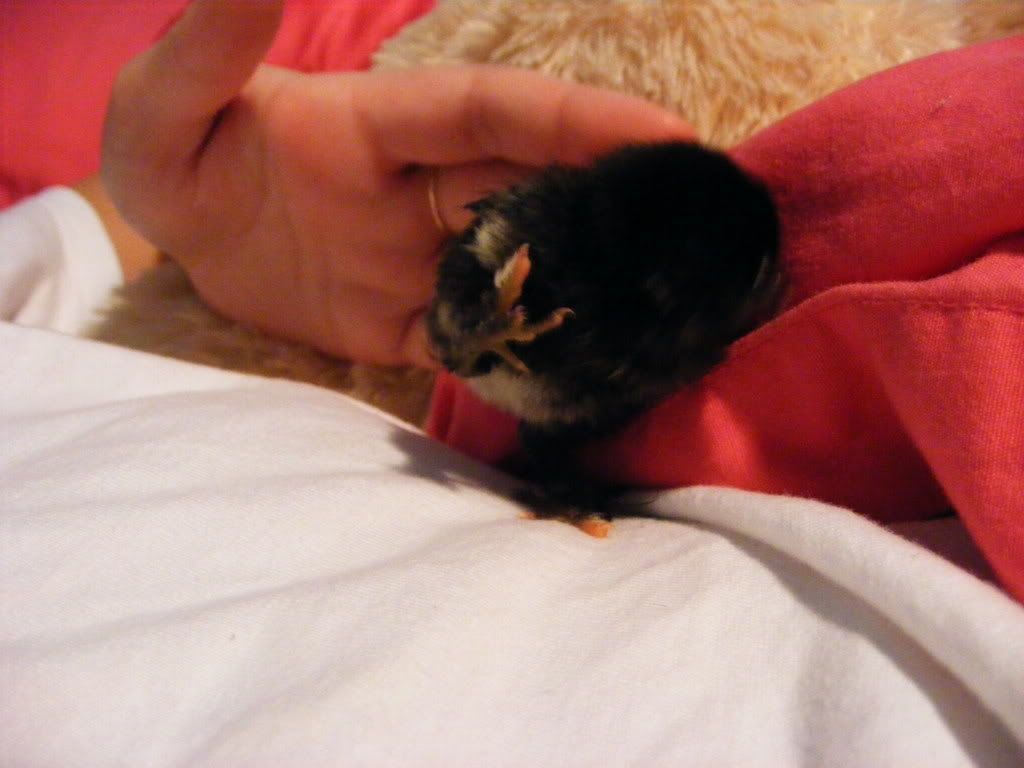 BabyChicks033.jpg