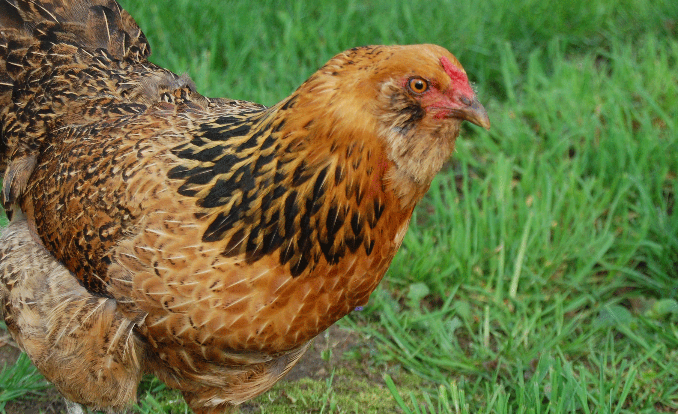 chicken_dance_by_timothymh-d51p91v.gif