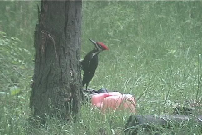 Pileated0504.jpg