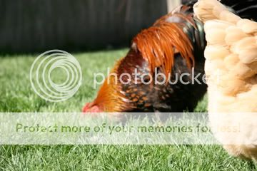IMG_4033.jpg