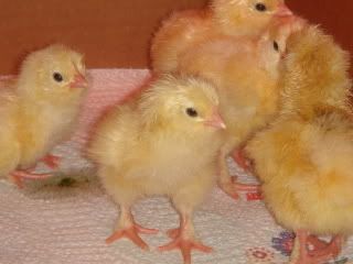 kaliaandchicks085.jpg