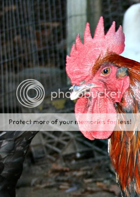 rooster3.jpg