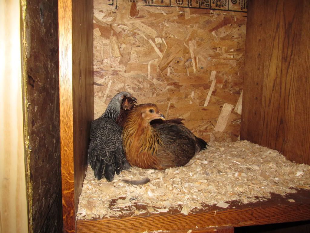 chickcoop002.jpg