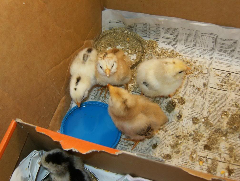 assemblyandchicks225.jpg