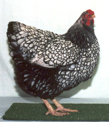 2755b850.jpg