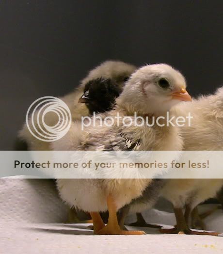 junechicks7.jpg
