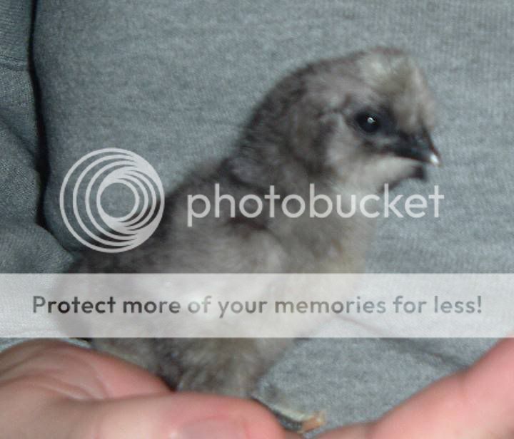chick623Dec07.jpg