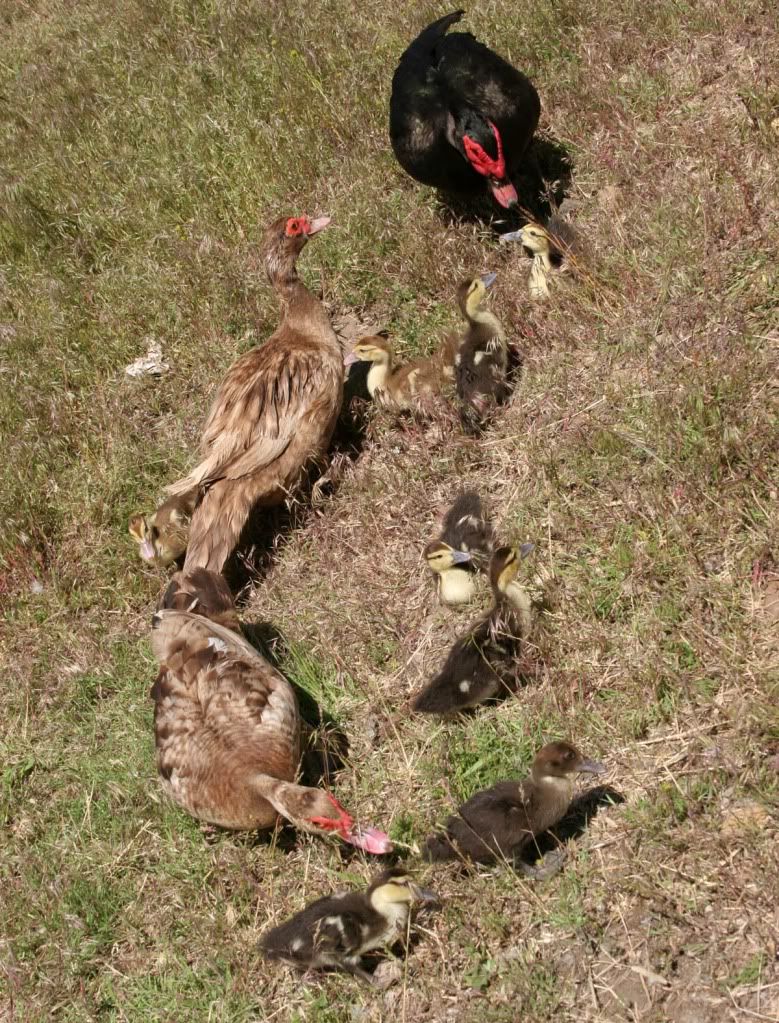 ducks.jpg