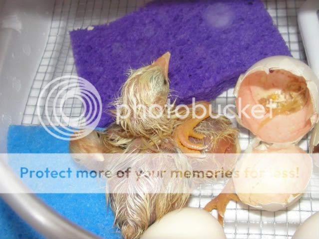 chicks071.jpg