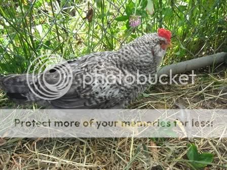 WChick7.jpg