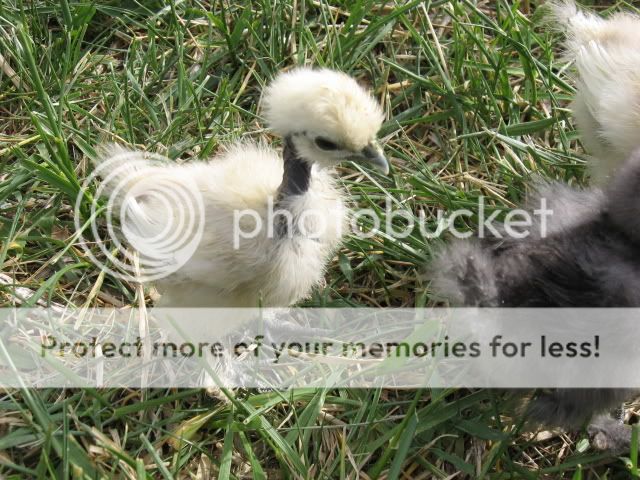 chickfieldtrip015.jpg