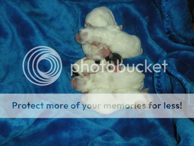 Newpuppies010.jpg