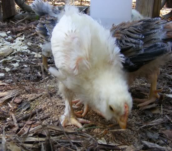 Chicks101809018.jpg