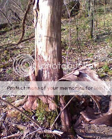 dead-elm-05-01-08.jpg
