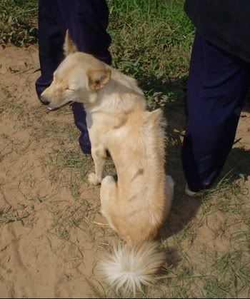 raredogbreed.jpg