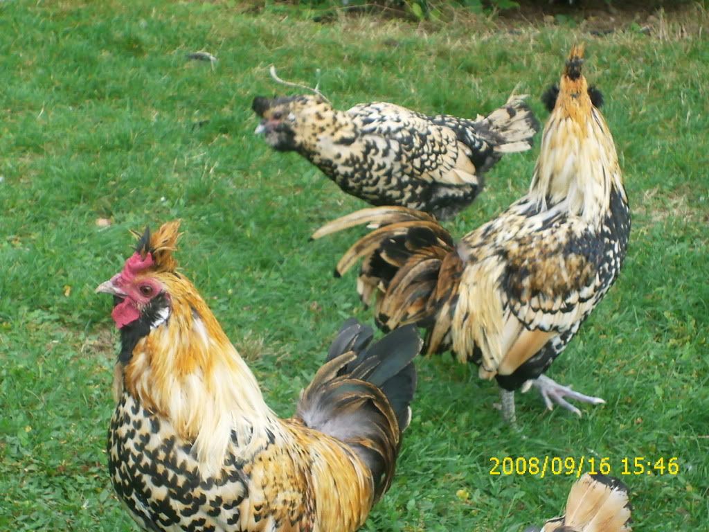 goslings200.jpg